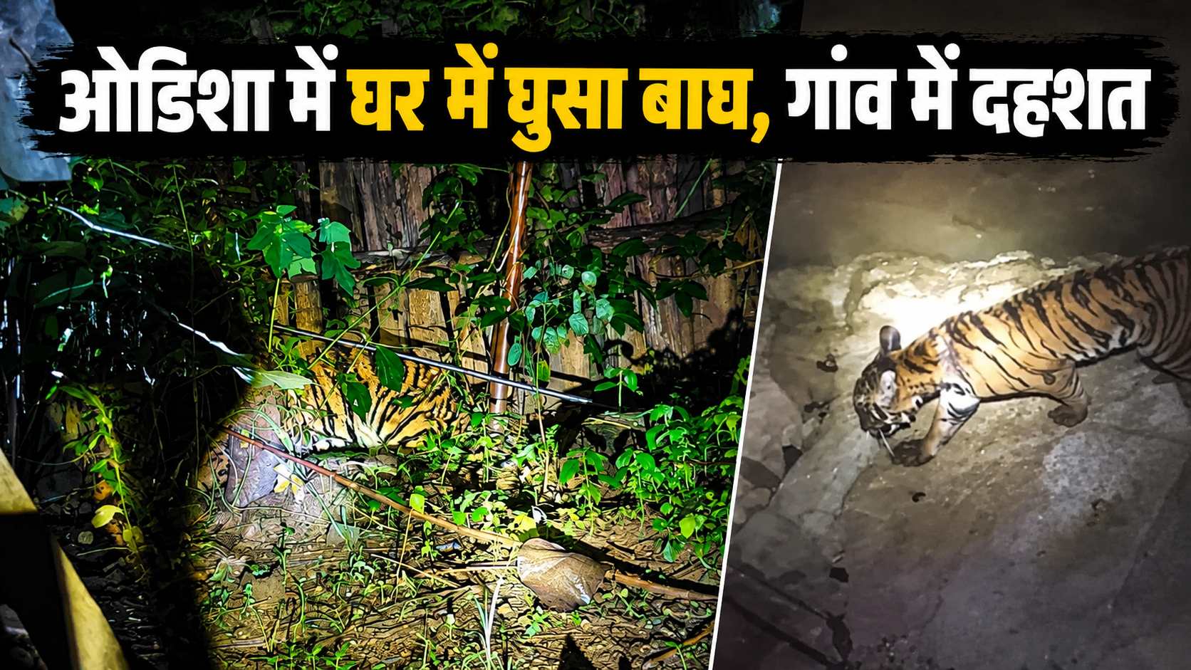 ओडिशा के गांव में घर के अंदर घुसा बाघ, ग्रामीणों में मचा हड़कंप; वन विभाग ने किया रेस्क्यू