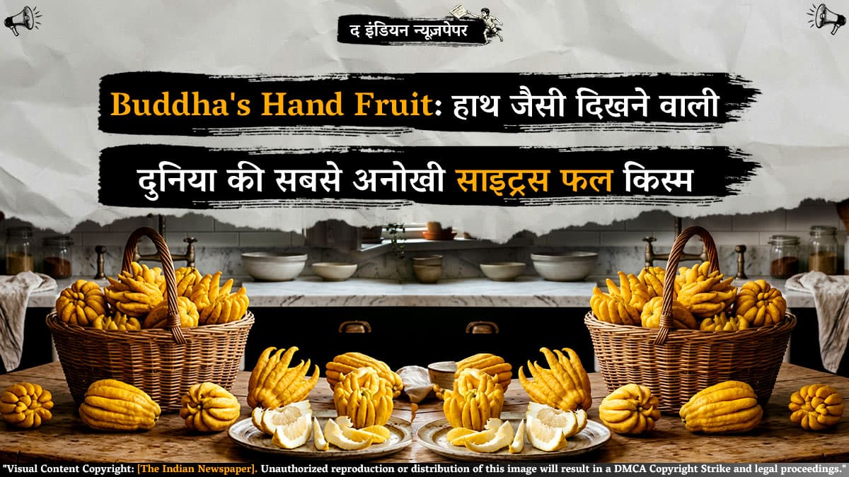 Buddha's Hand Fruit: हाथ जैसी दिखने वाली दुनिया की सबसे अनोखी साइट्रस फल किस्म